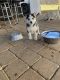 Siberian Husky Puppies for sale in Fredericksburg, VA 22401, USA. price: NA