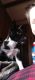 Siberian Husky Puppies for sale in Maquoketa, IA 52060, USA. price: $250