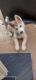 Siberian Husky Puppies for sale in 368 4th Ave, Chula Vista, CA 91910, USA. price: NA