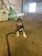 Siberian Husky Puppies for sale in Dallas, TX, USA. price: $400