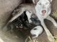 Siberian Husky Puppies for sale in Lexington, KY, USA. price: NA