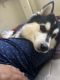Siberian Husky Puppies for sale in Cleveland, OH 44119, USA. price: NA