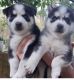 Siberian Husky Puppies for sale in Los Pinos Blvd, Coral Gables, FL 33143, USA. price: $500
