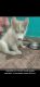 Siberian Husky Puppies for sale in Hale Devasandra, Krishnarajapura, Bengaluru, Karnataka 560036, India. price: 25000 INR