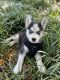 Siberian Husky Puppies for sale in Staten Island, NY 10308, USA. price: NA