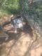 Siberian Husky Puppies for sale in Boyd, TX 76023, USA. price: NA