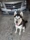 Siberian Husky Puppies for sale in Fort Worth, TX, USA. price: $50