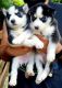 Siberian Husky Puppies for sale in Los Pinos Blvd, Coral Gables, FL 33143, USA. price: NA