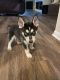 Siberian Husky Puppies for sale in Spring, TX 77373, USA. price: $450