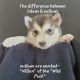 Siberian Husky Puppies for sale in Troy, MO, USA. price: $685