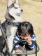Siberian Husky Puppies for sale in Little Elm, TX, USA. price: $1,000