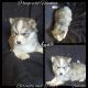 Siberian Husky Puppies for sale in Bloomfield, IN 47424, USA. price: $1,000