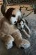 Siberian Husky Puppies for sale in Huntsville, TX, USA. price: $220