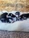 Siberian Husky Puppies for sale in Great Falls, MT, USA. price: $1,200
