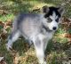 Siberian Husky Puppies for sale in Centereach, NY, USA. price: $600