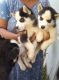 Siberian Husky Puppies for sale in Bengaluru, Karnataka 560046, India. price: 15000 INR