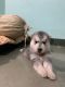 Siberian Husky Puppies for sale in Khargone, Madhya Pradesh 451001, India. price: 35000 INR