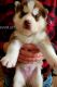 Siberian Husky Puppies for sale in Chardon, OH 44024, USA. price: $1,600