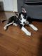 Siberian Husky Puppies for sale in Adelphi, MD 20783, USA. price: NA