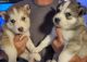 Siberian Husky Puppies for sale in Fort Collins, CO, USA. price: $800