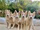 Siberian Husky Puppies for sale in Philadelphia, PA, USA. price: $600