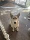 Siberian Husky Puppies for sale in Antioch, CA, USA. price: $250