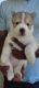 Siberian Husky Puppies for sale in Electronic City, Bengaluru, Karnataka, India. price: 25000 INR