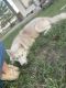 Siberian Husky Puppies for sale in Bridgeport, TX 76426, USA. price: NA