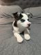 Siberian Husky Puppies for sale in Lexington, KY 40509, USA. price: NA