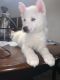 Siberian Husky Puppies for sale in Riverdale, GA 30296, USA. price: NA