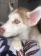 Siberian Husky Puppies for sale in S Lafayette St, Shelby, NC, USA. price: NA