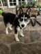 Siberian Husky Puppies for sale in Lakeside, CA 92040, USA. price: $600