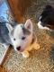 Siberian Husky Puppies for sale in Antigo, WI 54409, USA. price: NA