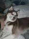 Siberian Husky Puppies for sale in Three Lakes, FL 33186, USA. price: $300
