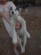 Siberian Husky Puppies for sale in Florence, SC, USA. price: $300