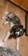 Siberian Husky Puppies for sale in Mountain Home, ID 83647, USA. price: $800