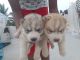Siberian Husky Puppies for sale in Hosur, Tamil Nadu, India. price: 35000 INR