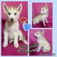 Siberian Husky Puppies for sale in Lakeland, FL, USA. price: $400