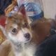 Siberian Husky Puppies for sale in Hemet, CA, USA. price: NA