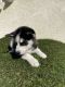 Siberian Husky Puppies for sale in Long Beach, CA, USA. price: $900