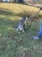 Siberian Husky Puppies for sale in Brodhead, KY, USA. price: NA