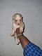 Siberian Husky Puppies for sale in Ballari, Karnataka, India. price: 18000 INR
