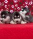 Siberian Husky Puppies for sale in Hesperia, CA, USA. price: $800