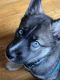 Siberian Husky Puppies for sale in Denver, CO, USA. price: NA