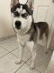 Siberian Husky Puppies for sale in Sylmar, Los Angeles, CA, USA. price: NA