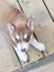 Siberian Husky Puppies for sale in Lafayette, TN 37083, USA. price: NA