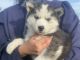 Siberian Husky Puppies for sale in Maine, ME 04736, USA. price: NA