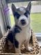 Siberian Husky Puppies for sale in 4690 Transport Rd, Bartow, FL 33830, USA. price: $850