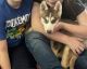 Siberian Husky Puppies for sale in Polk City, FL 33868, USA. price: $500