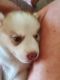Siberian Husky Puppies for sale in Lakeland, FL, USA. price: $1,000